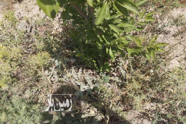 باغچه ۴ ساله در مجتمع محصور شده جاده وهن آباد ۵۷۴ متر-2