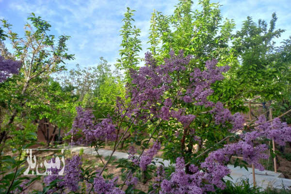 باغچه ۴ ساله در مجتمع محصور شده جاده وهن آباد ۵۷۴ متر-3