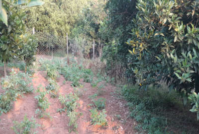 زمین مسکونی ۵۱۰ متر بابلکنار روستای کاردکش