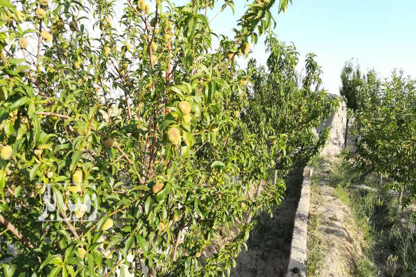 باغچه ۱۰۰۰ متری با آب شهرک کورش روستای عبدل اباد-3