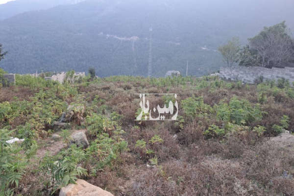 زمین ییلاقی الاشت سوادکوه روستای کارمزد بزرگ ۲۵۰ متر-2