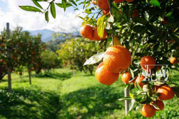 باغ پرتقال ۵۳۰ متری در کیاکلا-1