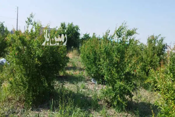 زمین باغی جاده سدن سید میران روبروی چاه آب ۶۲۰ متر - تصویر 4