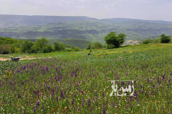 زمین گلوگاه نیالا داخل بافت متراژ ۲۰۰ متر ویو جنگل وکوه-2