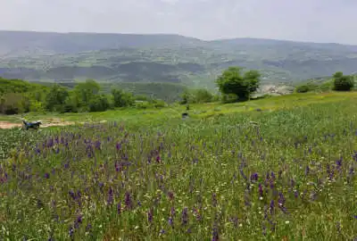 زمین گلوگاه نیالا داخل بافت متراژ ۲۰۰ متر ویو جنگل وکوه