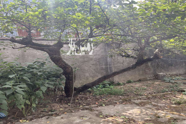 زمین با خانه ویلایی فروشی ۳۳۰ متری جانبازان خیابان پرند-3