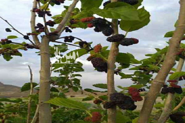 زمین ۲۰۰ متری در هشتگرد روستای خور-2