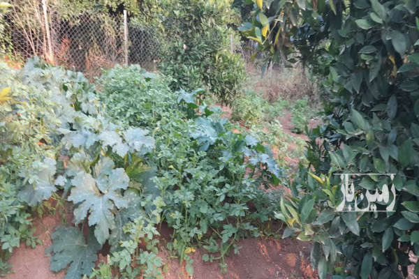 زمین داخل بافت۵۱۰ متر بابلکنارروستای کاردکش-4