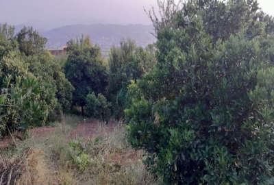 زمین داخل بافت۵۱۰ متر بابلکنارروستای کاردکش