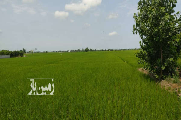 زمین کشاورزی به مساحت ۶۳۲۵ متر کمربندی به سمت روستای سوته-1