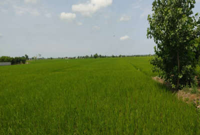 زمین کشاورزی به مساحت ۶۳۲۵ متر کمربندی به سمت روستای سوته