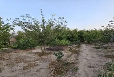 زمین کشاورزی واقع در قلعه سفید سعادت آباد ۱۵۰۰ متر