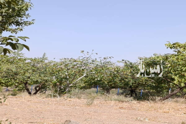باغ گردو بادام ۱۲۰۰۰ مترچهار دیواری خوانسار روستای صفادشت-2