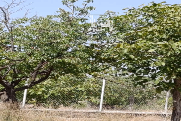 باغ گردو بادام ۱۲۰۰۰ مترچهار دیواری خوانسار روستای صفادشت-3