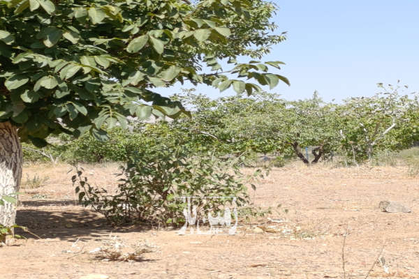 باغ گردو بادام ۱۲۰۰۰ مترچهار دیواری خوانسار روستای صفادشت-4