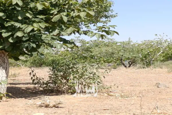 باغ گردو بادام ۱۲۰۰۰ مترچهار دیواری خوانسار روستای صفادشت - تصویر 4