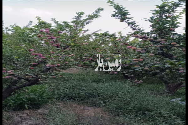 باغ میوه فروشی در رامجین خیابان پامچال ۴۰۰ متر-1