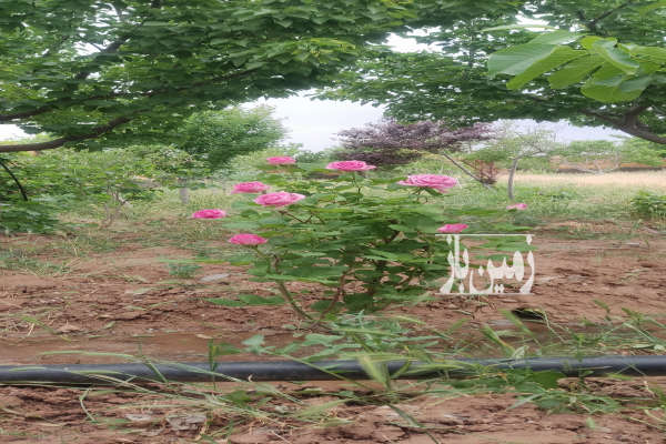 باغ ۱۰۰۰ متری جاده کلات روستای چایدره-2