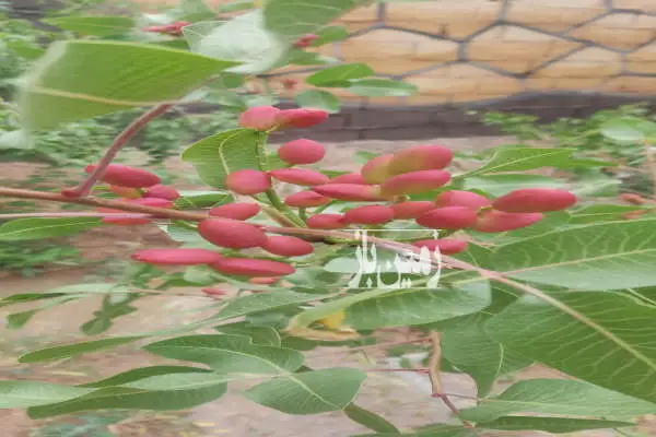باغ ۱۰۰۰ متری جاده کلات روستای چایدره - تصویر 3