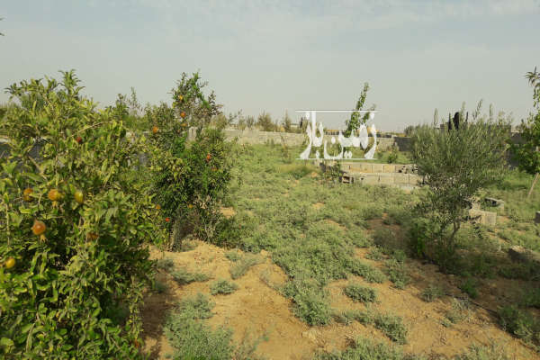باغ ۵۷۹ متری شریف اباد روستای علی آباد خرابه-3