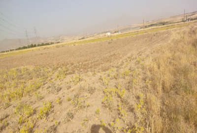 زمین کشاورزی ۴۰۰۰ متری در روستای آبرومند