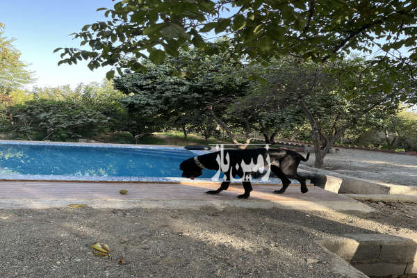 باغ میوه استخردار و خانه باغ دارای انواع میوه روستای آران-2