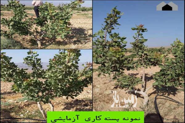 زمین کشاورزی ۱۵۰ هکتاری واقع در خراسان شمالی-2