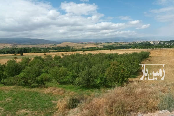 زمین کشاورزی دارای حدودا ۳۰۰ اصله درخت میوه بارده-1