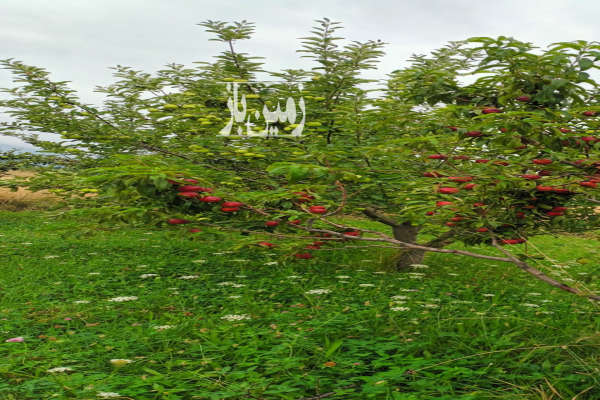 زمین کشاورزی دارای حدودا ۳۰۰ اصله درخت میوه بارده-2