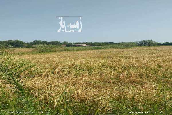 زمین کشاورزی برنج کاری کوچصفهان قبل لولمان روستای رودبارکی-4
