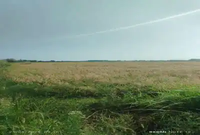 زمین کشاورزی برنج کاری کوچصفهان قبل لولمان روستای رودبارکی