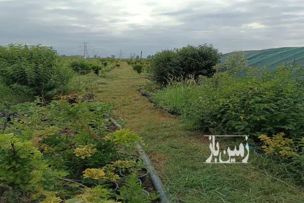 باغ گل و گیاه ۲۰۰۰ متر کلاچای بی بالان - تصویر 2