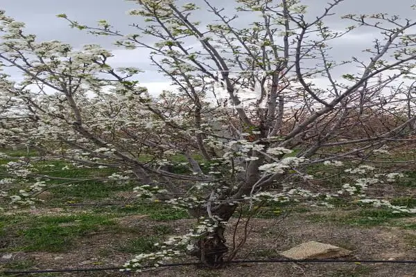 ۵۰۰ متر باغ ويلايي در شهر نظرلو مابين صوفيان وشبستر - تصویر 2