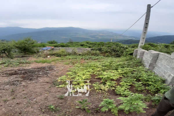 زمین ۳۵۰ متری دارای درختان متنوع میوه در روستای بهمنان-1