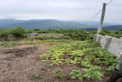 زمین ۳۵۰ متری دارای درختان متنوع میوه در روستای بهمنان