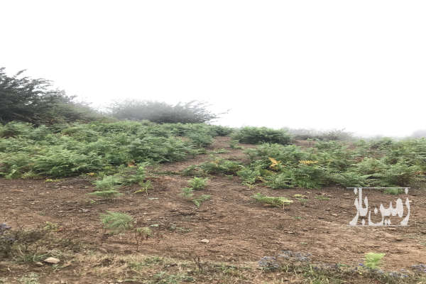 زمین ۲۰۰ متر در سوادکوه روستای کارمزد ویو ابدی-2