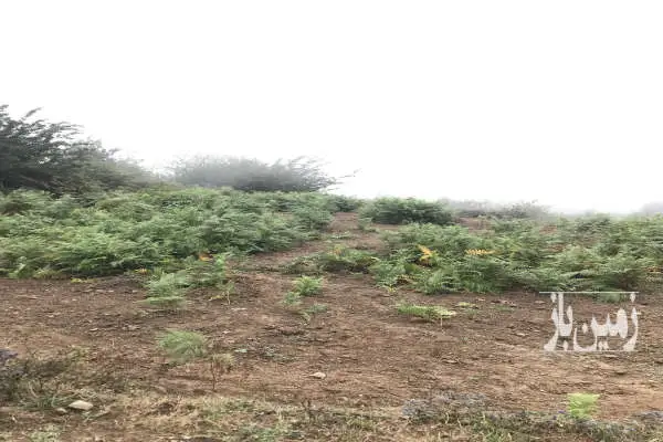 زمین ۲۰۰ متر در سوادکوه روستای کارمزد ویو ابدی - تصویر 2