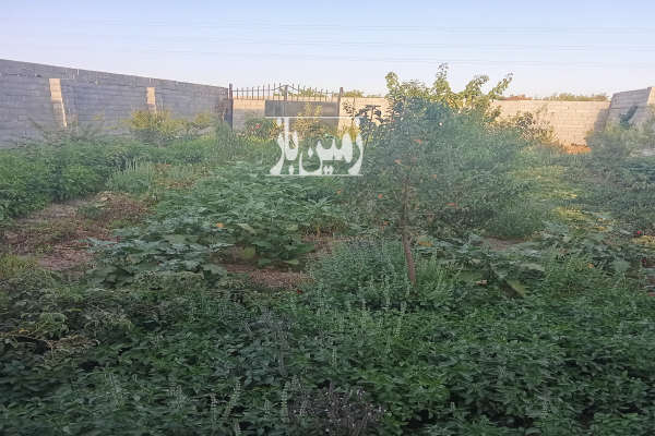 زمین باغ ۲۵۰ متری خیابان جانبازان-1