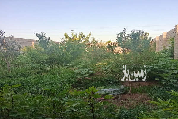 زمین باغ ۲۵۰ متری خیابان جانبازان-2