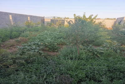 زمین باغ ۲۵۰ متری خیابان جانبازان