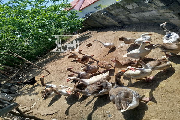 زمین مسکونی ۱۷۰متری واقع در روستای اغوزبن-1