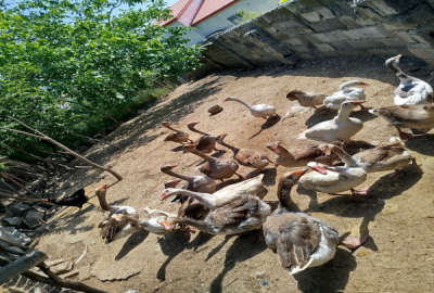 زمین مسکونی ۱۷۰متری واقع در روستای اغوزبن