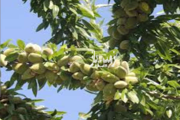 زمین ۶۵۰ متری برای ساخت ویلا در مهتر احمد-1