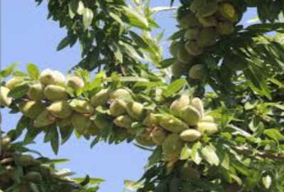 زمین ۶۵۰ متری برای ساخت ویلا در مهتر احمد