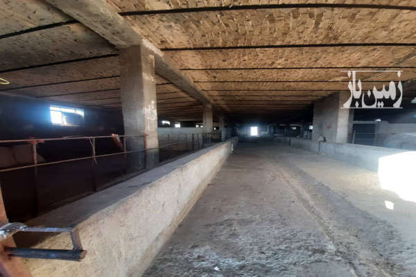 گاوداری با ۱۶ هزار متر زمین در روستای شریف آباد-4