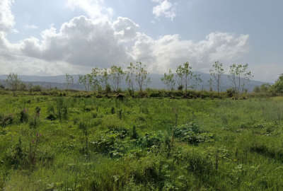 زمین باغی مسکونی در روستای قاضیان ۹۱۴ متر