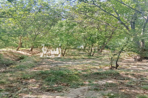 زمین کشاورزی ۱۲۰۰ متر در روستای نوا-1
