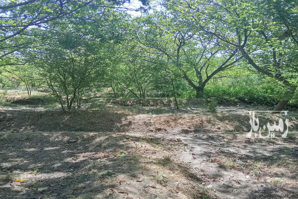 زمین کشاورزی ۱۲۰۰ متر در روستای نوا-3