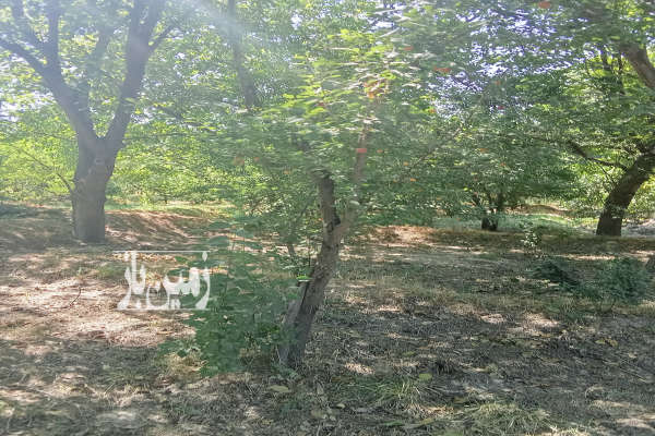 زمین کشاورزی ۱۲۰۰ متر در روستای نوا-4