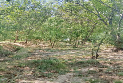 زمین کشاورزی ۱۲۰۰ متر در روستای نوا
